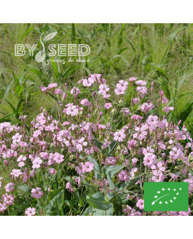 Saponaire à Bouquets Pink Beauty BIO - Vaccaria hispanica