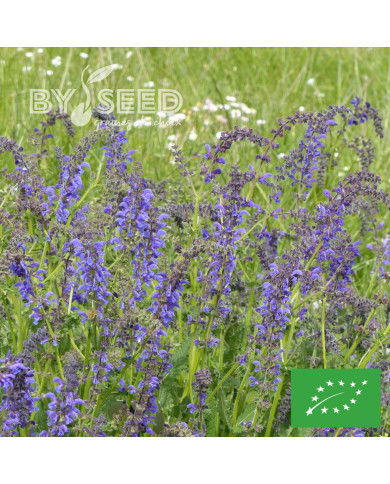 Sauge des Prés - Salvia pratensis (plante sauvage) BIO