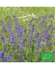 Sauge coccinea - Sauge du Texas écarlate