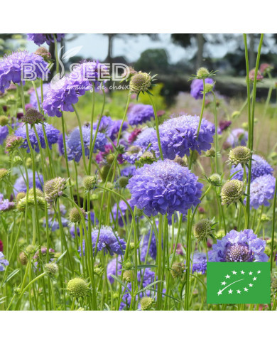Scabieuse annuelle Oxford Blue BIO