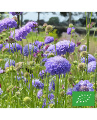 Scabieuse annuelle Oxford Blue (graines nues)