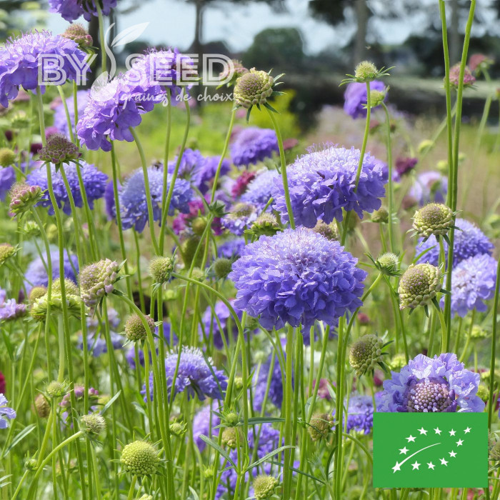 Scabieuse annuelle Oxford Blue BIO