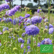 Scabieuse annuelle Oxford Blue BIO