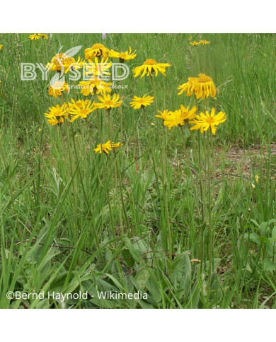 Arnica montana