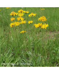 Arroche rouge - Atriplex hortensis var. rubra