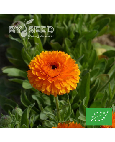 Souci Corniche d'Or BIO