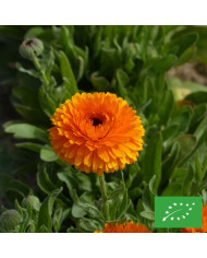 Souci Daisy Citrus Mix