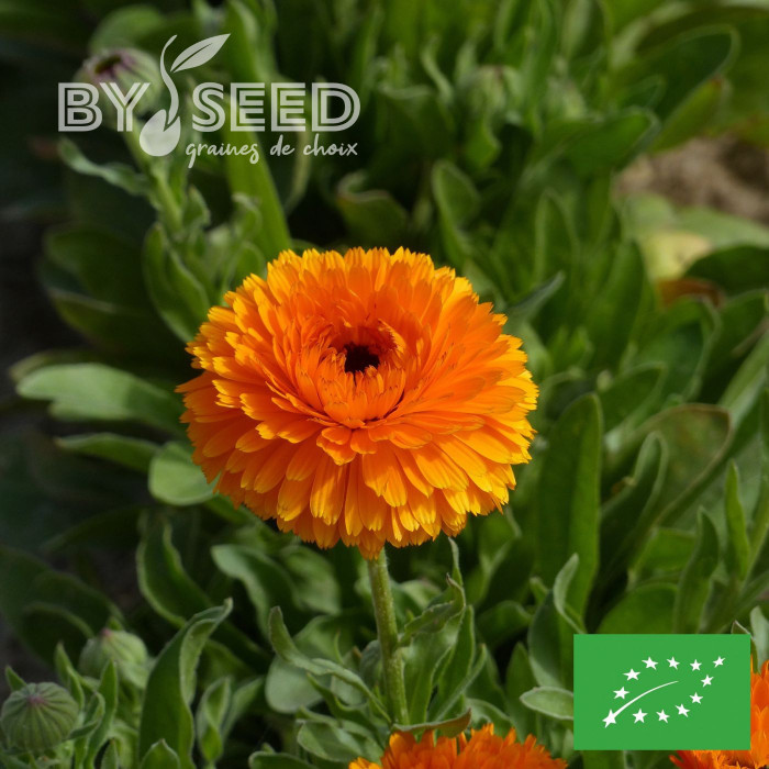 Souci Corniche d'Or BIO