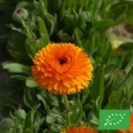 Souci Corniche d'Or BIO