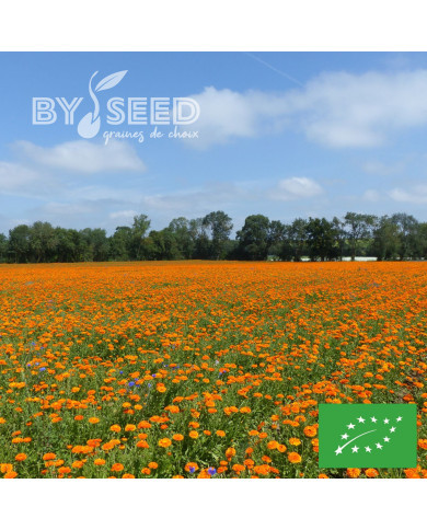 Souci Corniche d'Or BIO