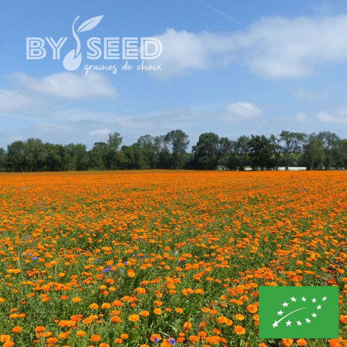 Souci Corniche d'Or BIO