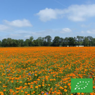 Souci Corniche d'Or BIO