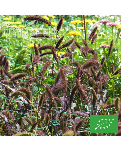 Setaria italica Red Jewel BIO