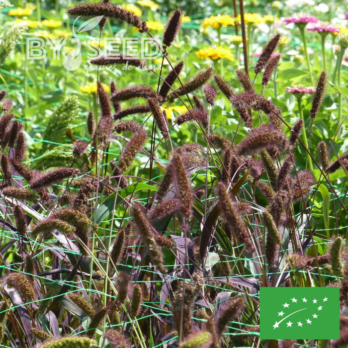 Setaria italica Red Jewel BIO
