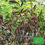 Setaria italica Red Jewel BIO