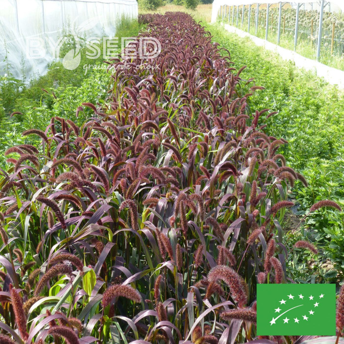 Setaria italica Red Jewel BIO