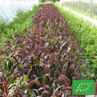 Setaria italica Red Jewel BIO