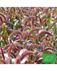 Setaria italica Lowlander
