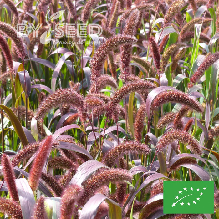 Setaria italica Red Jewel BIO
