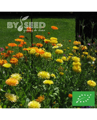 Souci des jardins varié BIO