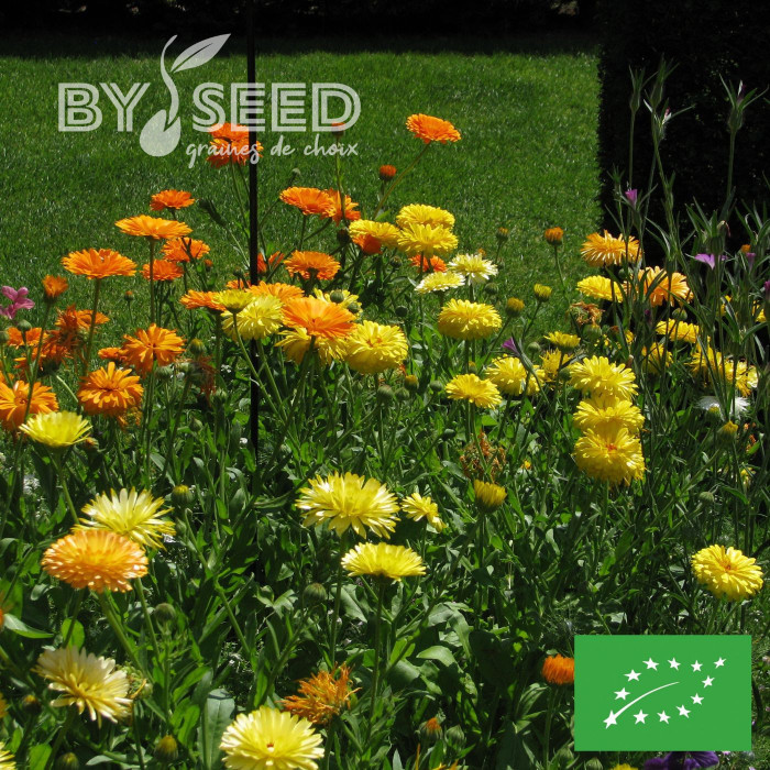 Souci des jardins varié BIO