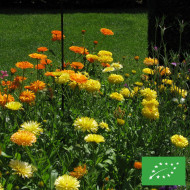 Souci des jardins varié BIO