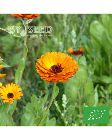 Souci Indian Prince BIO