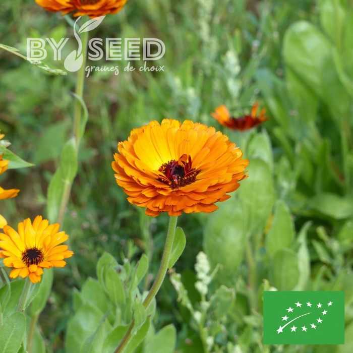 Souci Indian Prince BIO