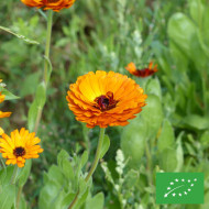 Souci Indian Prince BIO