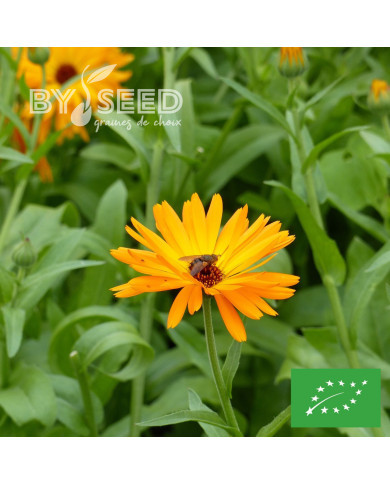 Souci officinal orange simple BIO