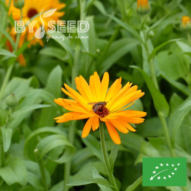 Souci officinal orange simple BIO