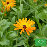 Souci officinal orange simple BIO