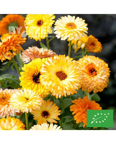 Souci Playtime Mix BIO