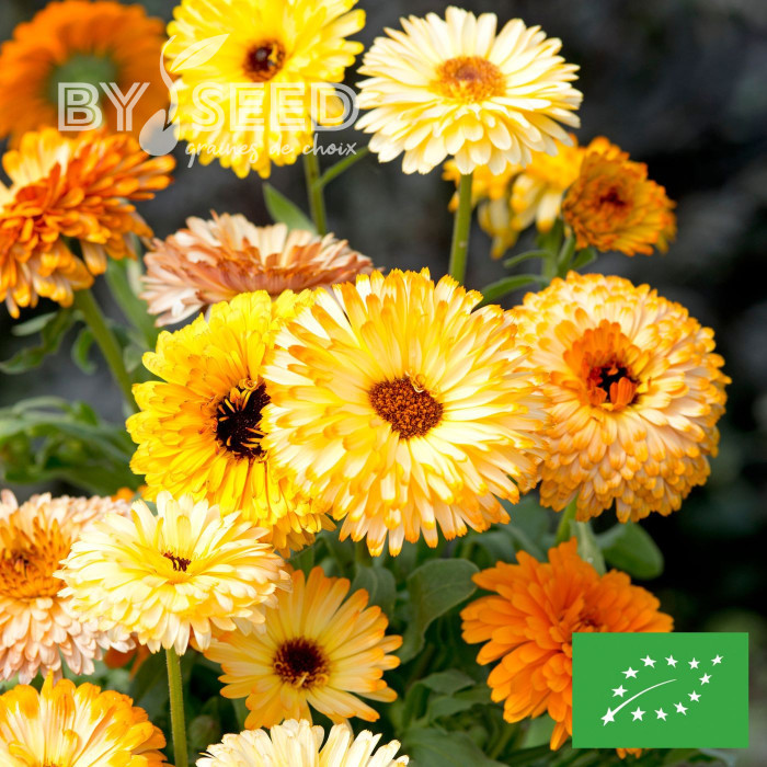 Souci Playtime Mix BIO