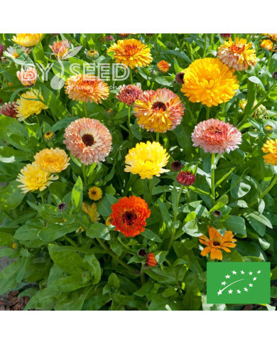 Souci Playtime Mix BIO