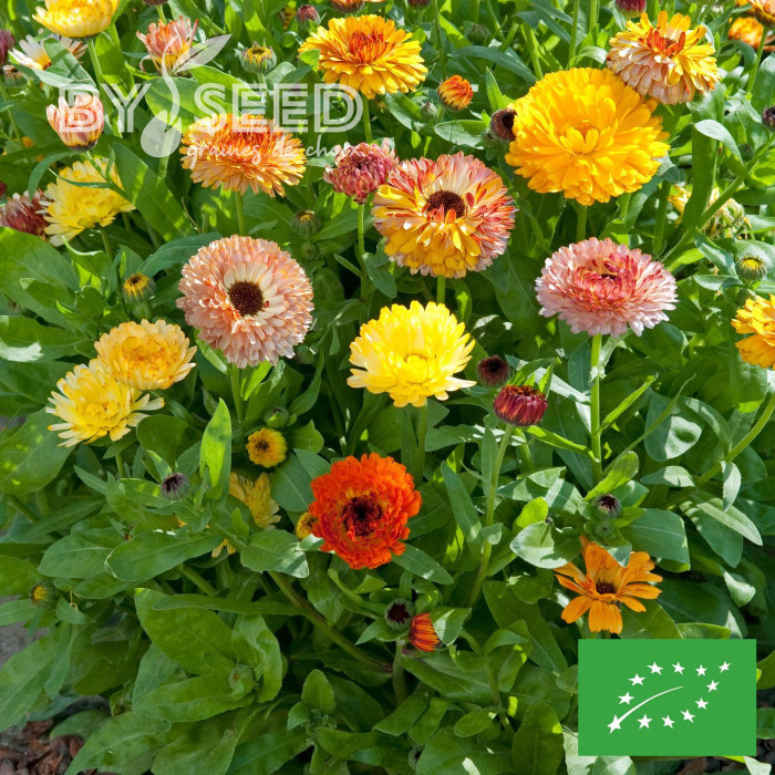 Souci Playtime Mix BIO