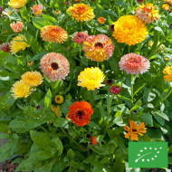 Souci Playtime Mix BIO