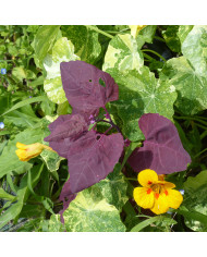 Asarine scandens Formula Mix