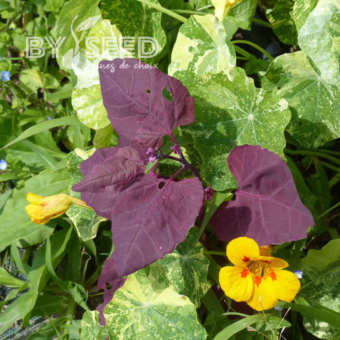 Arroche rouge - Atriplex hortensis var. rubra