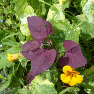 Arroche rouge - Atriplex hortensis var. rubra