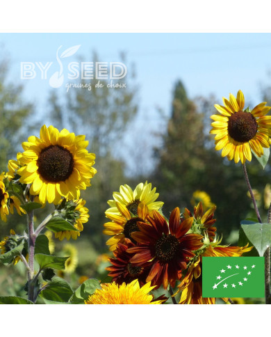Tournesol haut Autumn Beauty Mix BIO