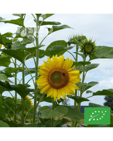 Tournesol haut Peredovick BIO (améliorant du sol)