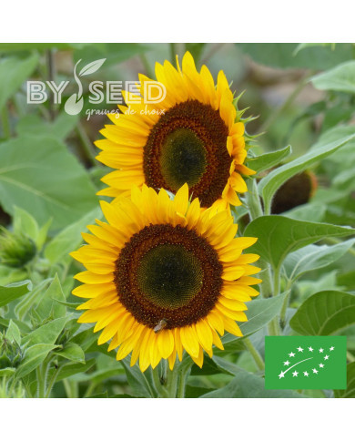 Tournesol haut Taiyo BIO
