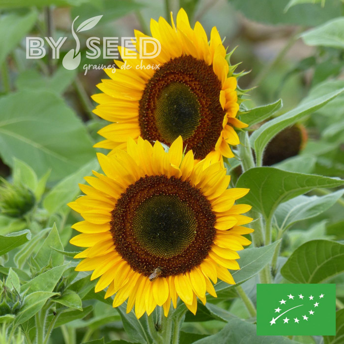 Tournesol haut Taiyo BIO