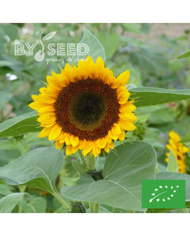Tournesol haut Taiyo BIO