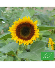 Tournesol haut Taiyo
