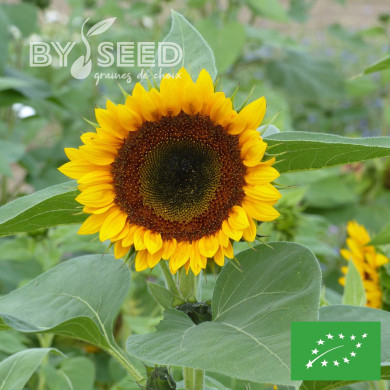 Tournesol haut Taiyo BIO