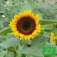 Tournesol haut Taiyo BIO