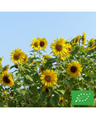 Tournesol haut Titan extra-tall