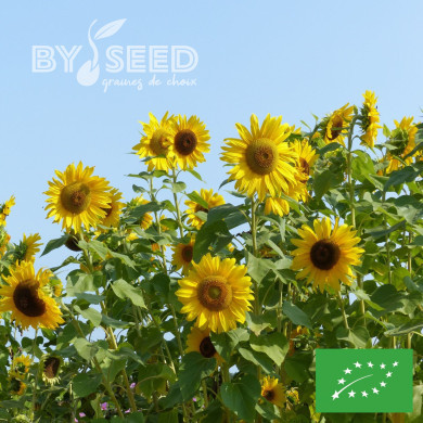 Tournesol haut Uniflorus Giganteus BIO